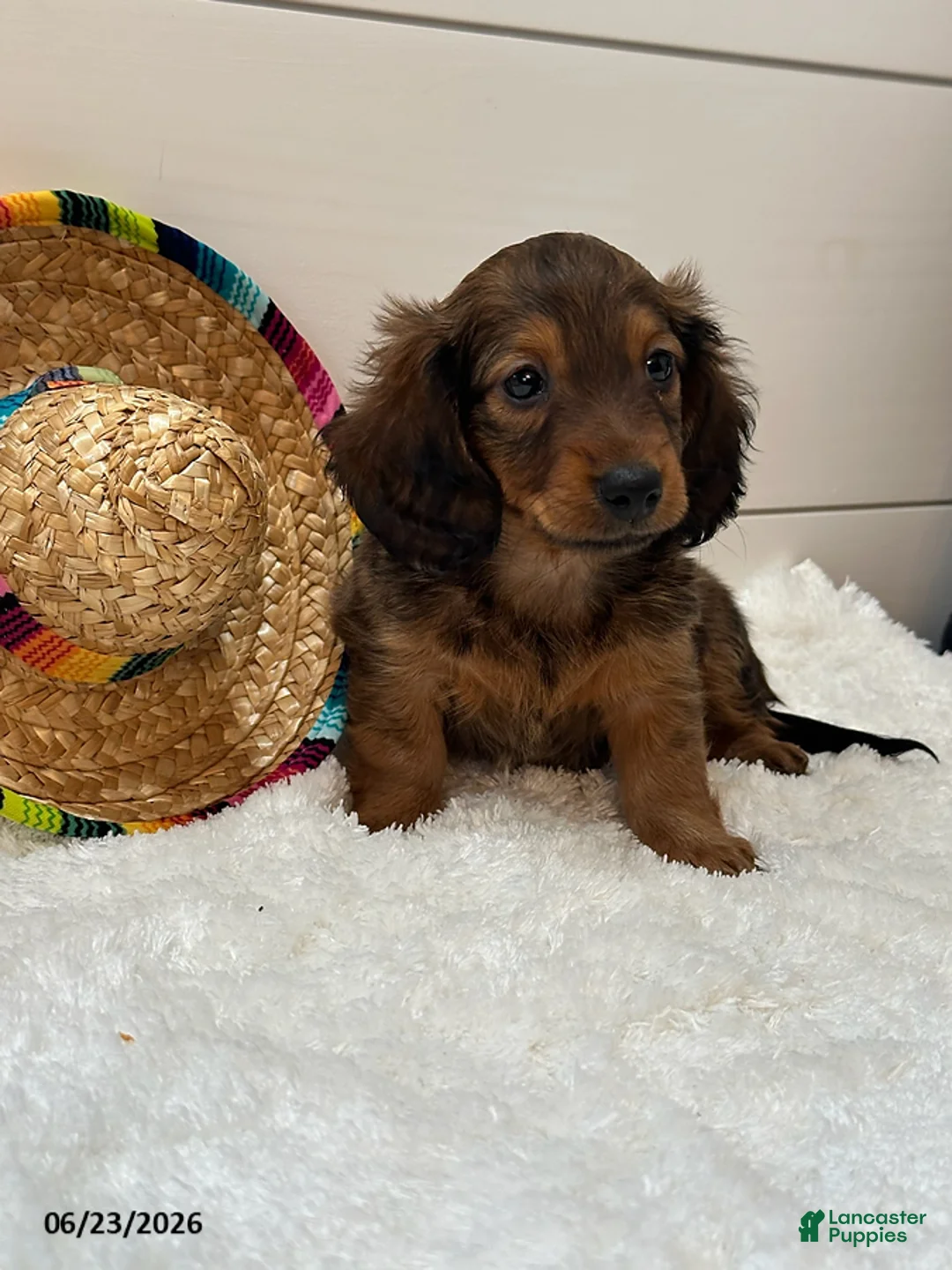 Miniature Dachshund dogs for sale: Tucker - Ad 5