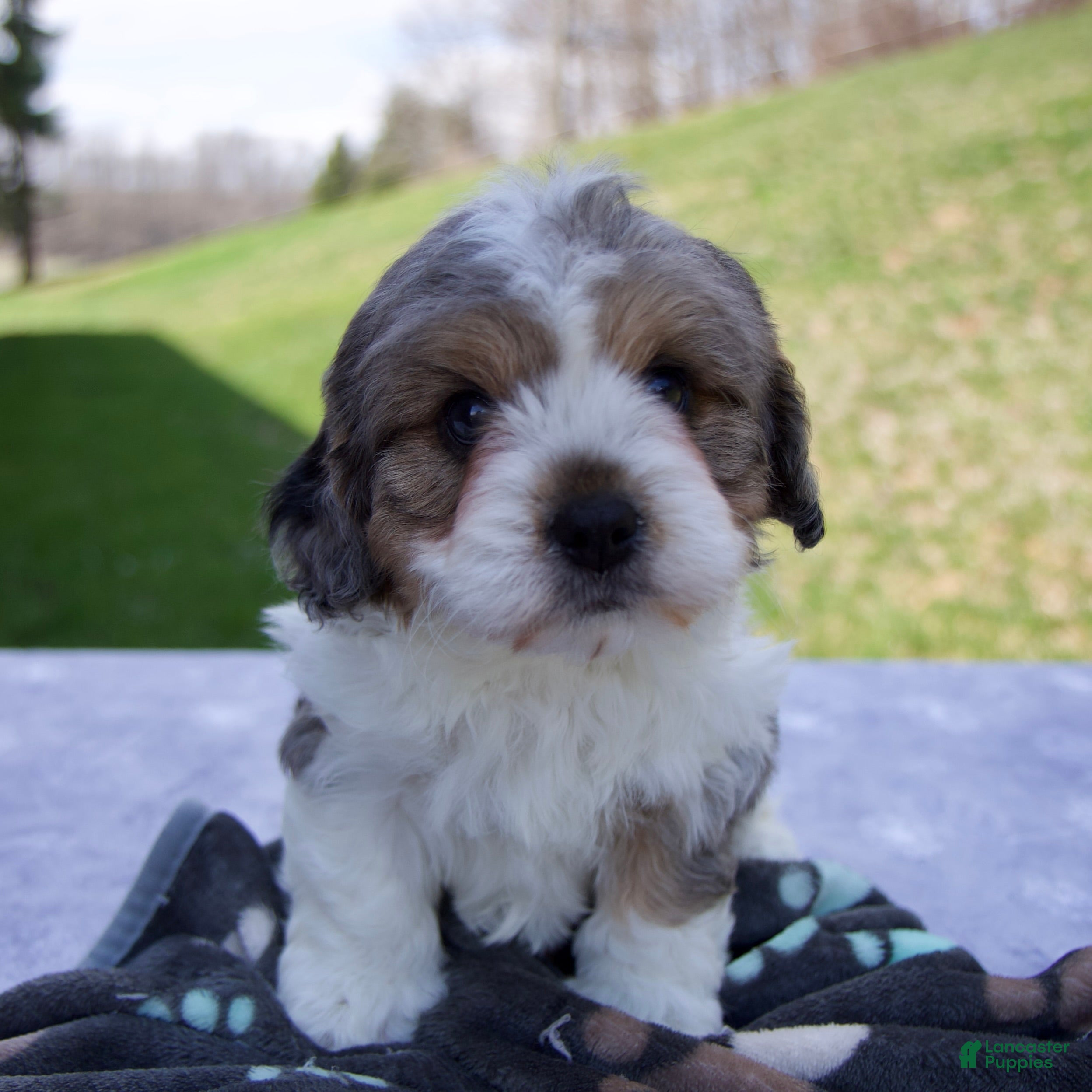 Cavapoo dogs Brody - Ad 1