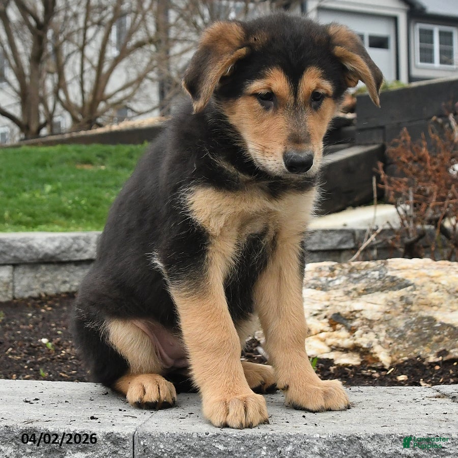 Mixed Breed dogs Willow - Ad 2