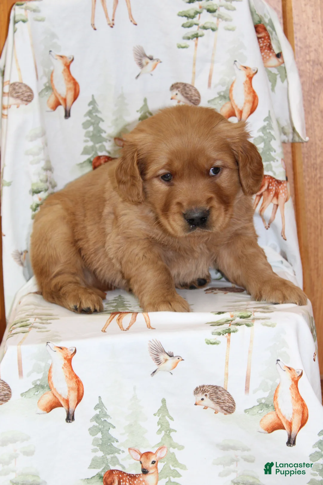 Golden Retriever dogs for sale: Comrade - Ad 2