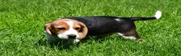 Beagle dogs for sale: Bruno - Ad 5