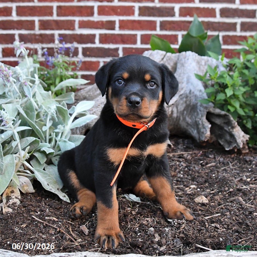 Rottweiler dogs Blossom - Ad 1