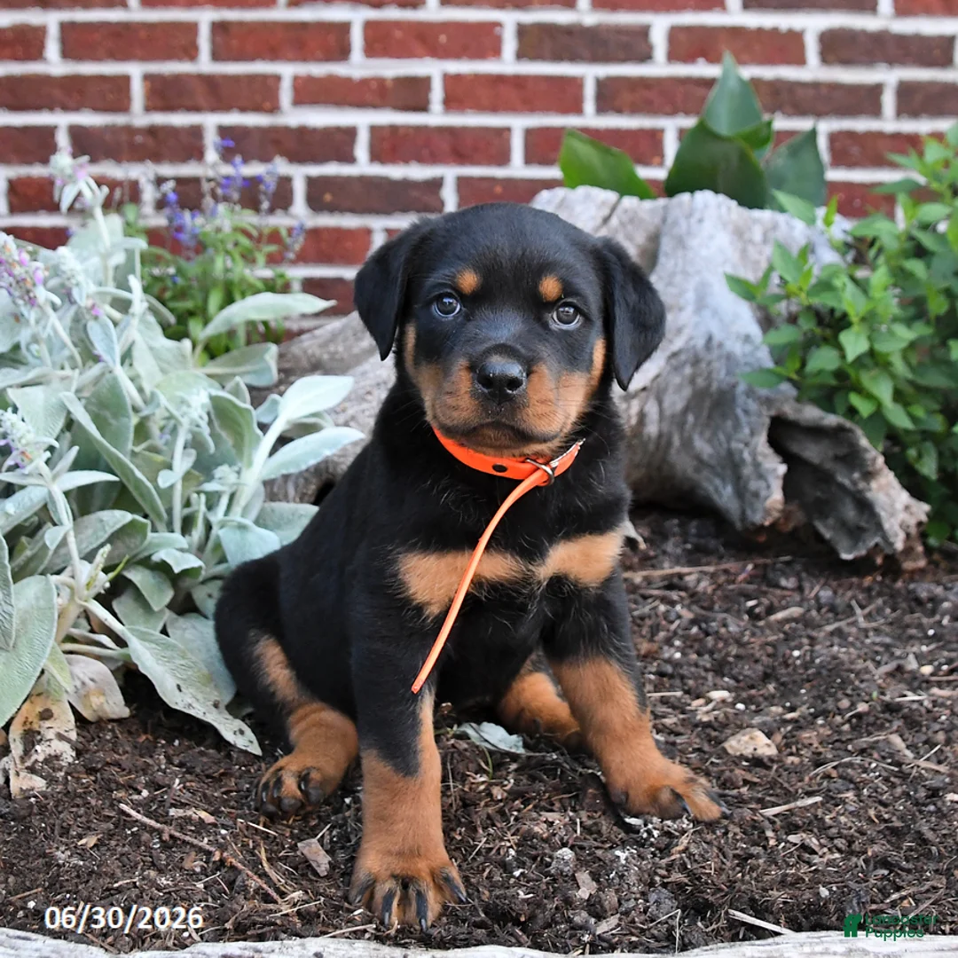 Rottweiler dogs for sale: Blossom - Ad 1