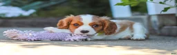 Cavalier King Charles Spaniel dogs for sale: Baxter - Ad 5