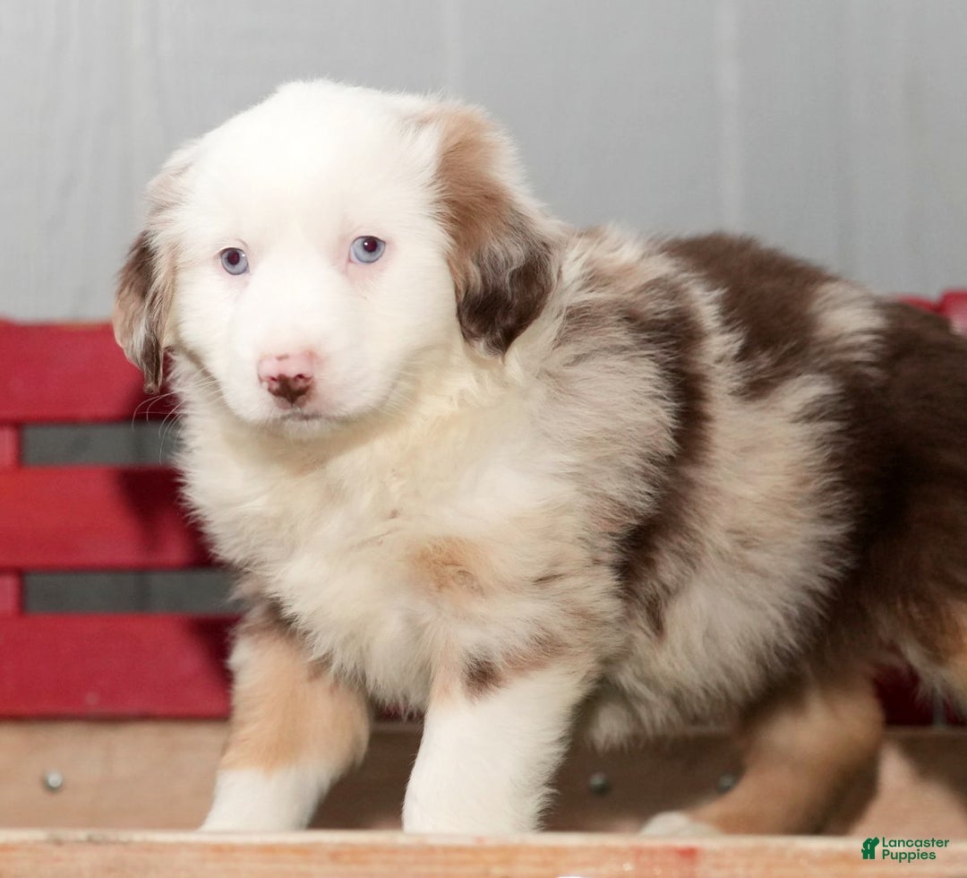 Miniature Australian Shepherd dogs for sale: Dixie - Ad 4