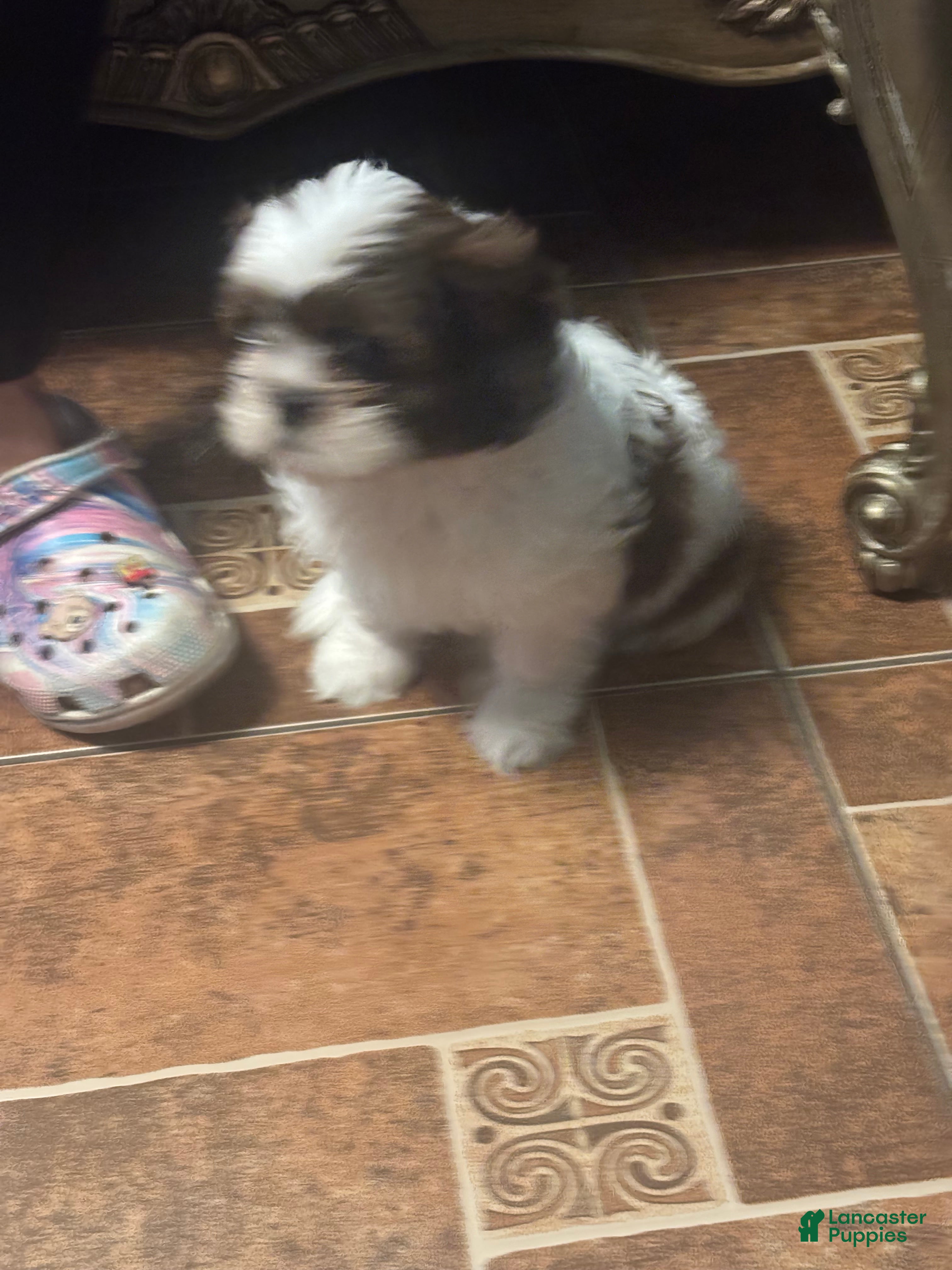 Cherry, Shihpoo