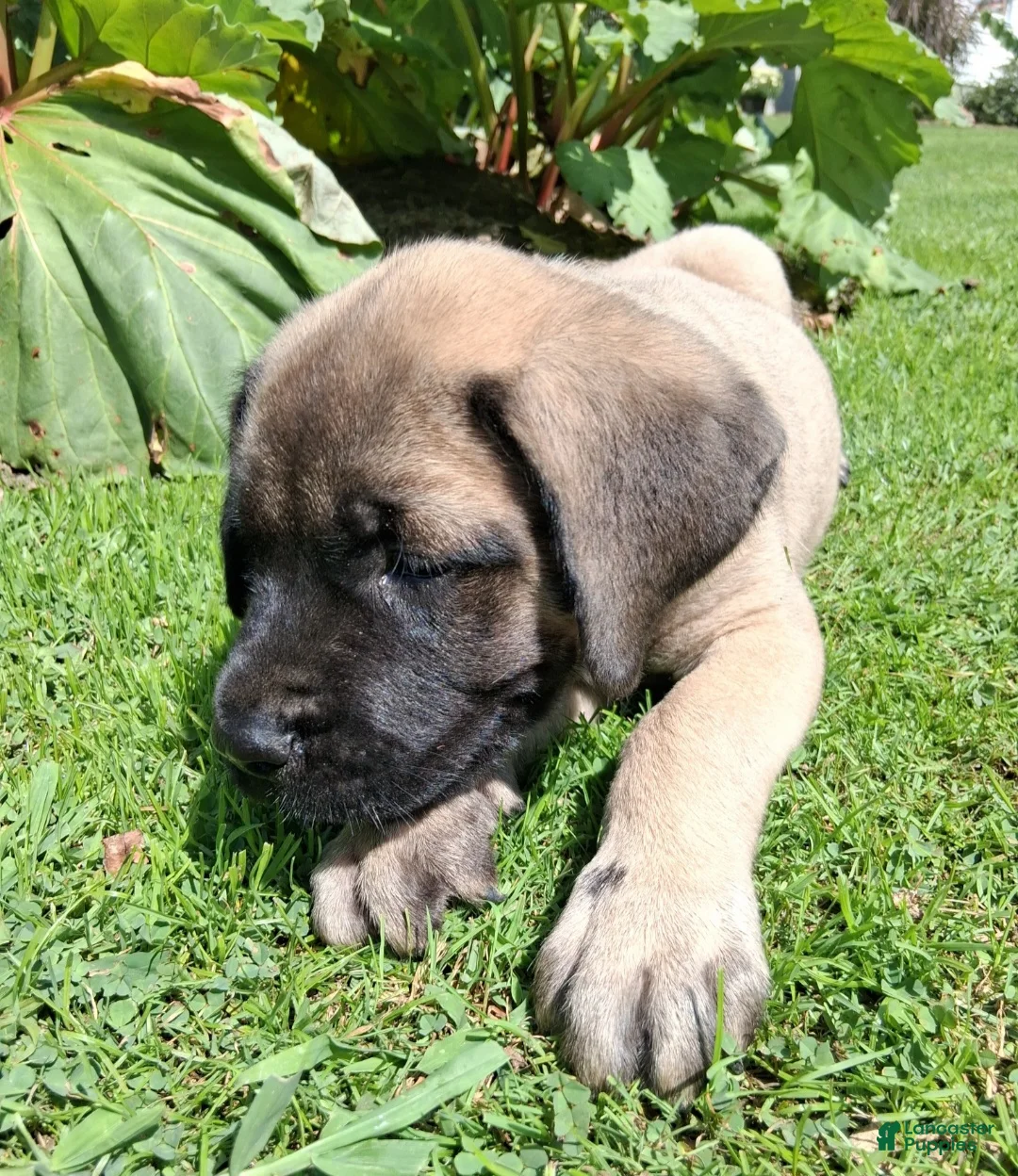 English Mastiff dogs for sale: Hank - Ad 5