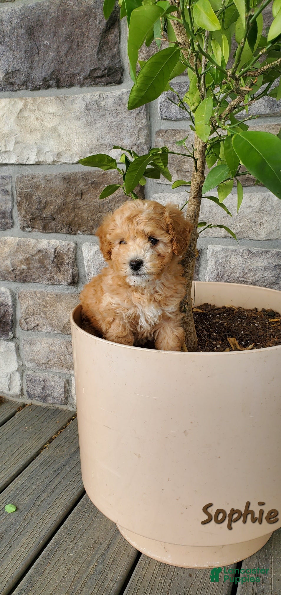 Toy Poodle dogs Sophie - Ad 2