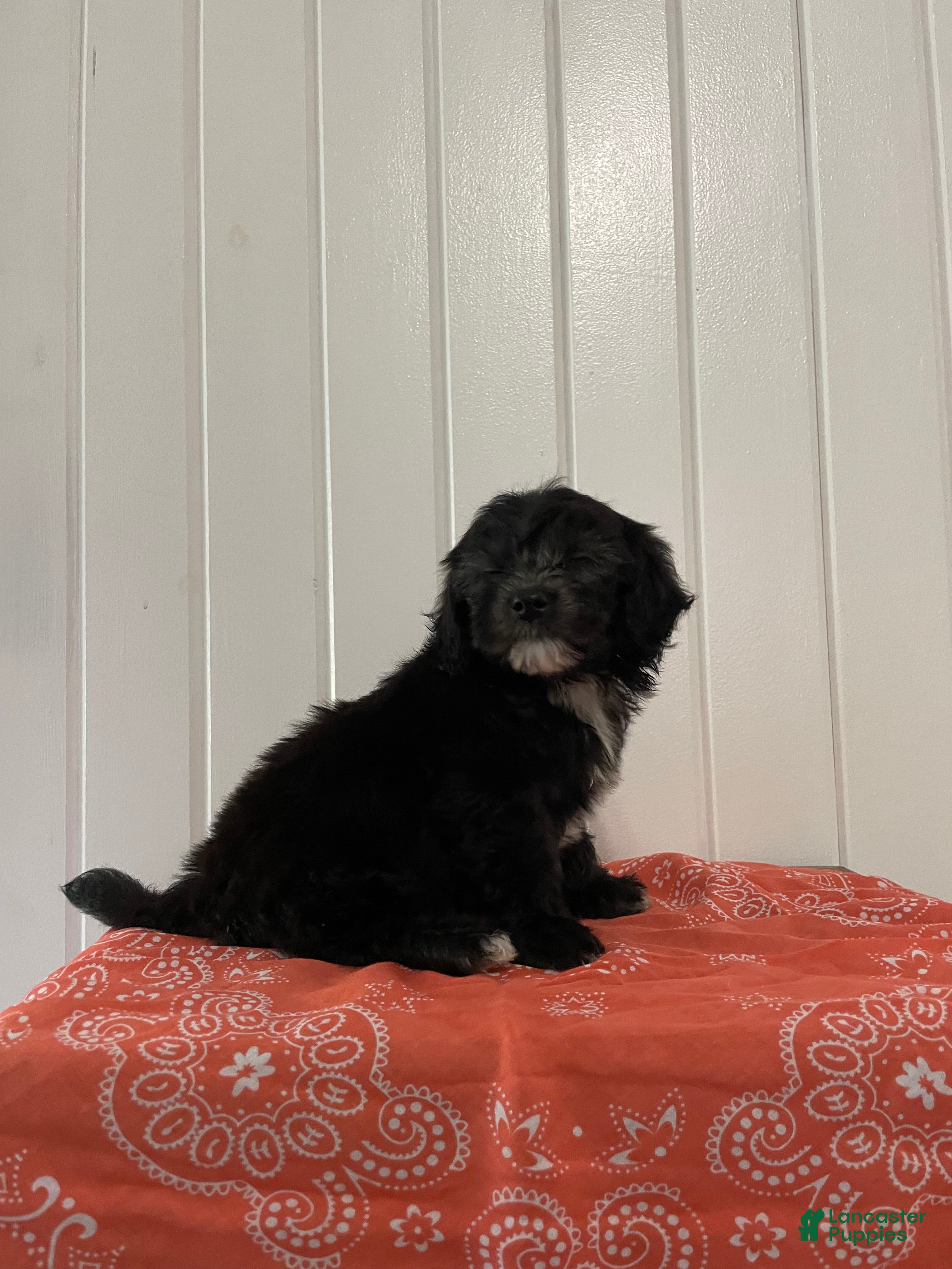 Maltipoo dogs Bailey - Ad 2
