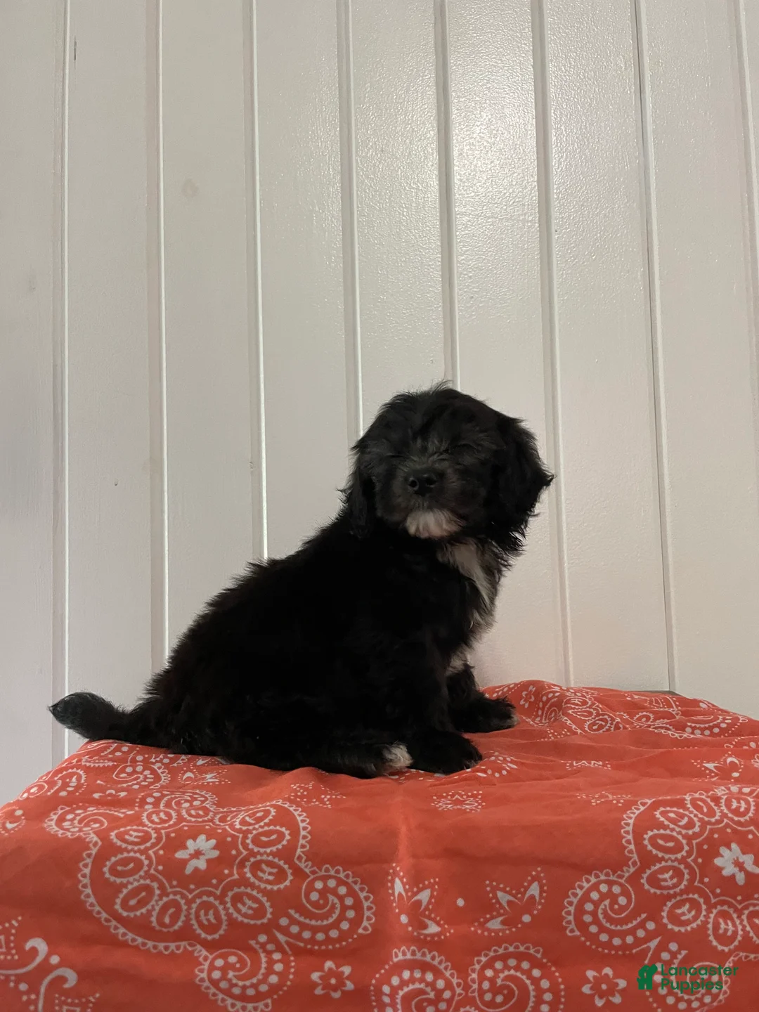 Maltipoo dogs for sale: Bailey - Ad 2