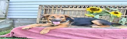 Golden Shepherd dogs for sale: Rascal - Ad 1