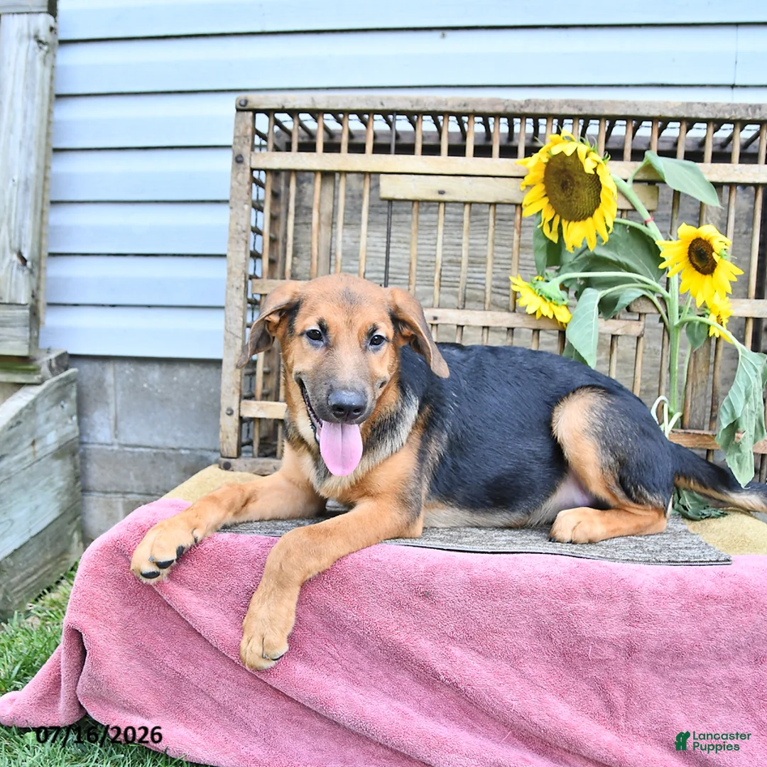 Golden Shepherd dogs for sale: Rascal - Ad 1
