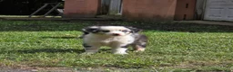 Australian Shepherd dogs for sale: Australian Shepherd 2 - Ad 2