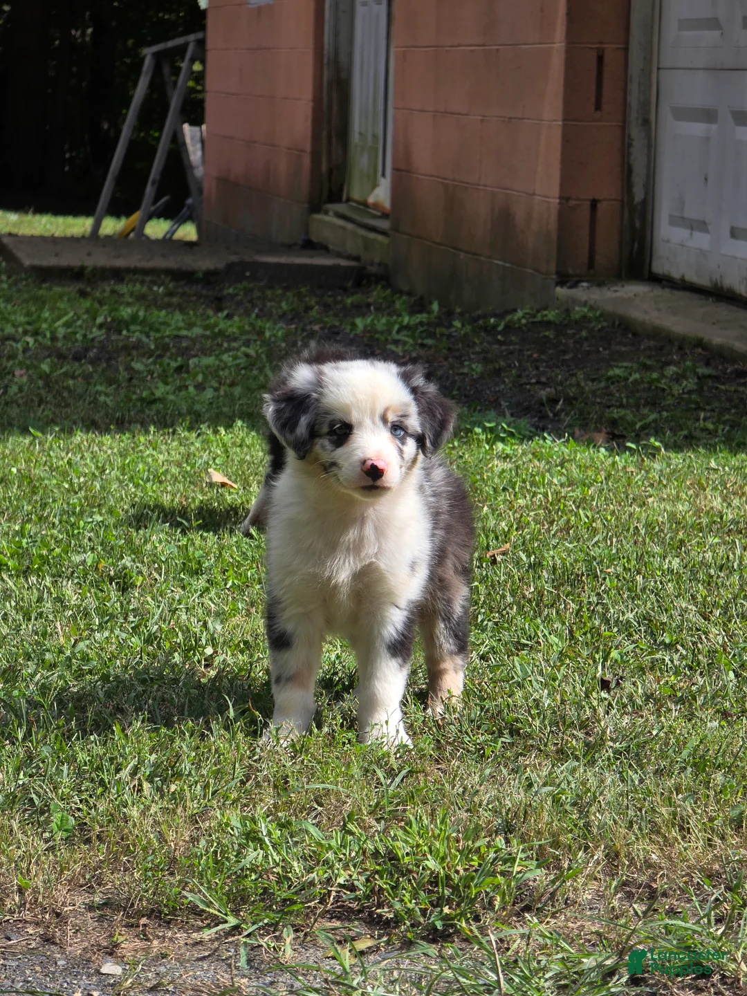 Australian Shepherd dogs for sale: Australian Shepherd 2 - Ad 2