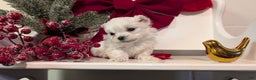 Maltese dogs for sale: Kai - Ad 3
