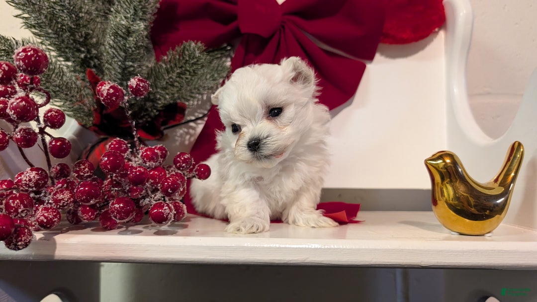 Maltese dogs for sale: Kai - Ad 3