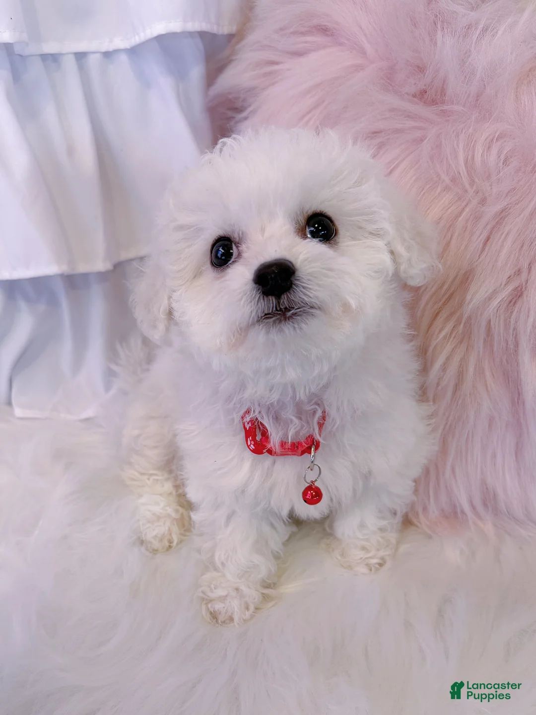 Bichon Frise dogs for sale: 🩷Snowy🩷 - Ad 2