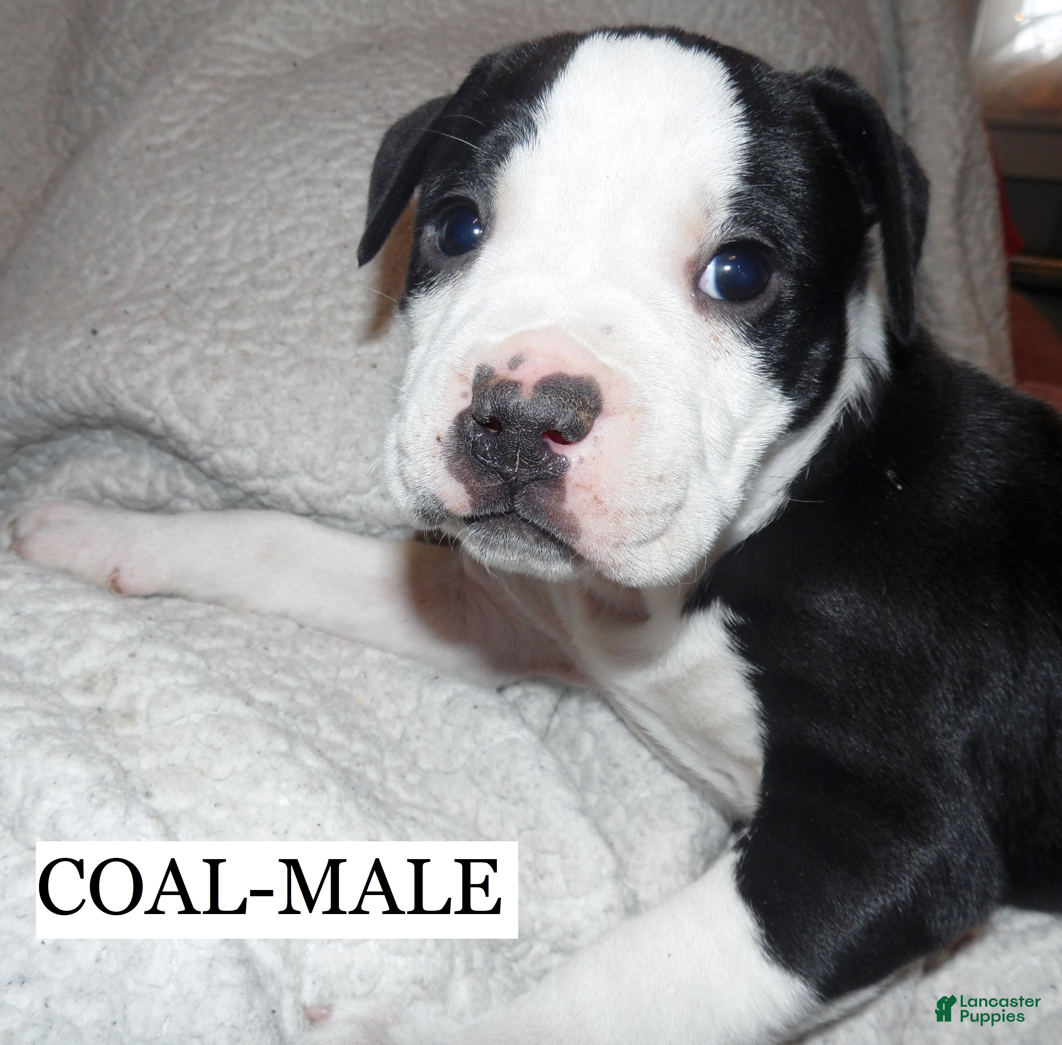 American Pit Bull Terrier dogs COAL - Ad 22