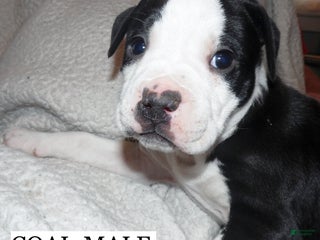American Pit Bull Terrier dogs COAL - Ad 41