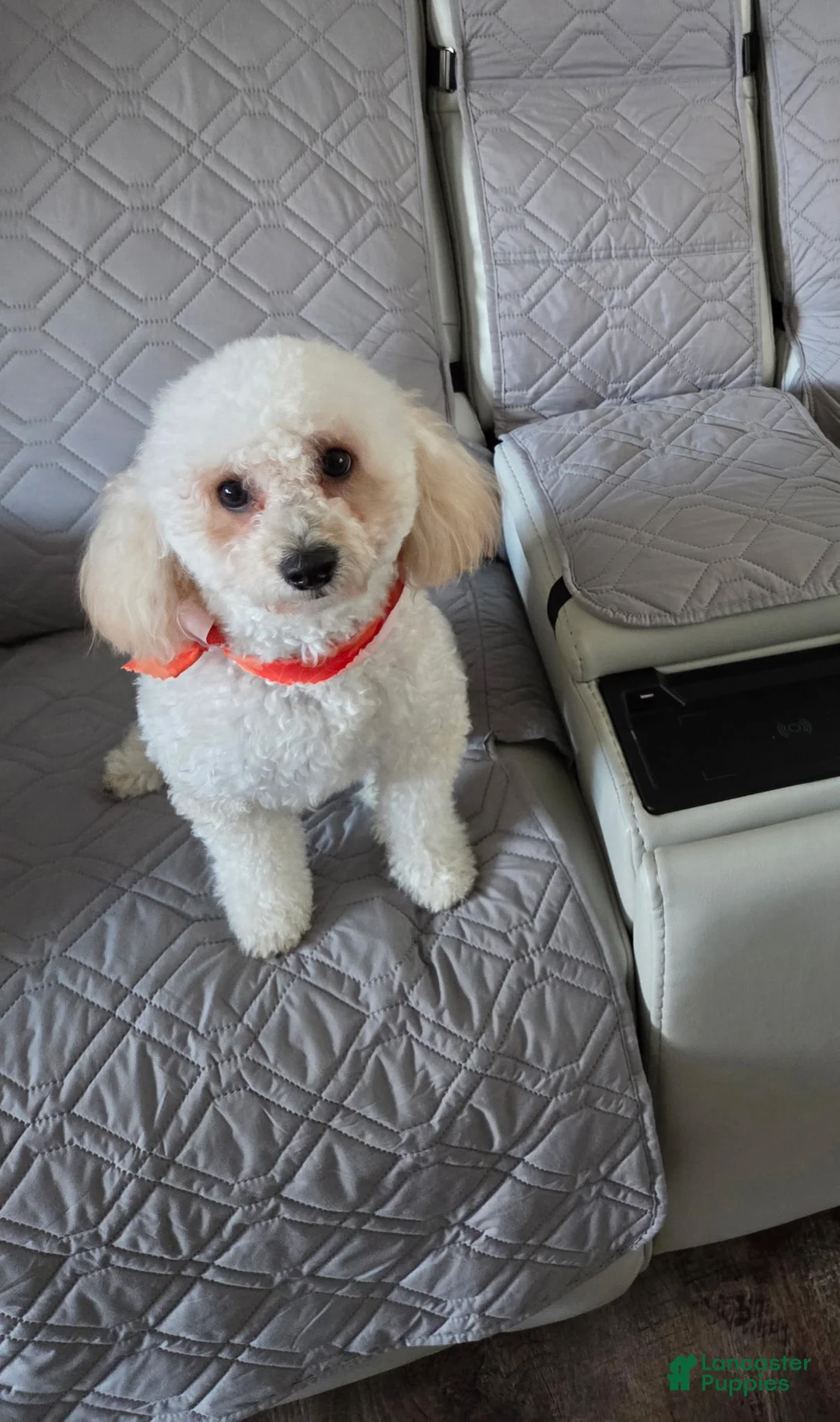 Miniature Poodle dogs for sale: Miniature Poodle Puppy 2 - Ad 2