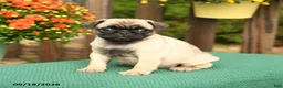 Pug dogs for sale: Minnie - Ad 2