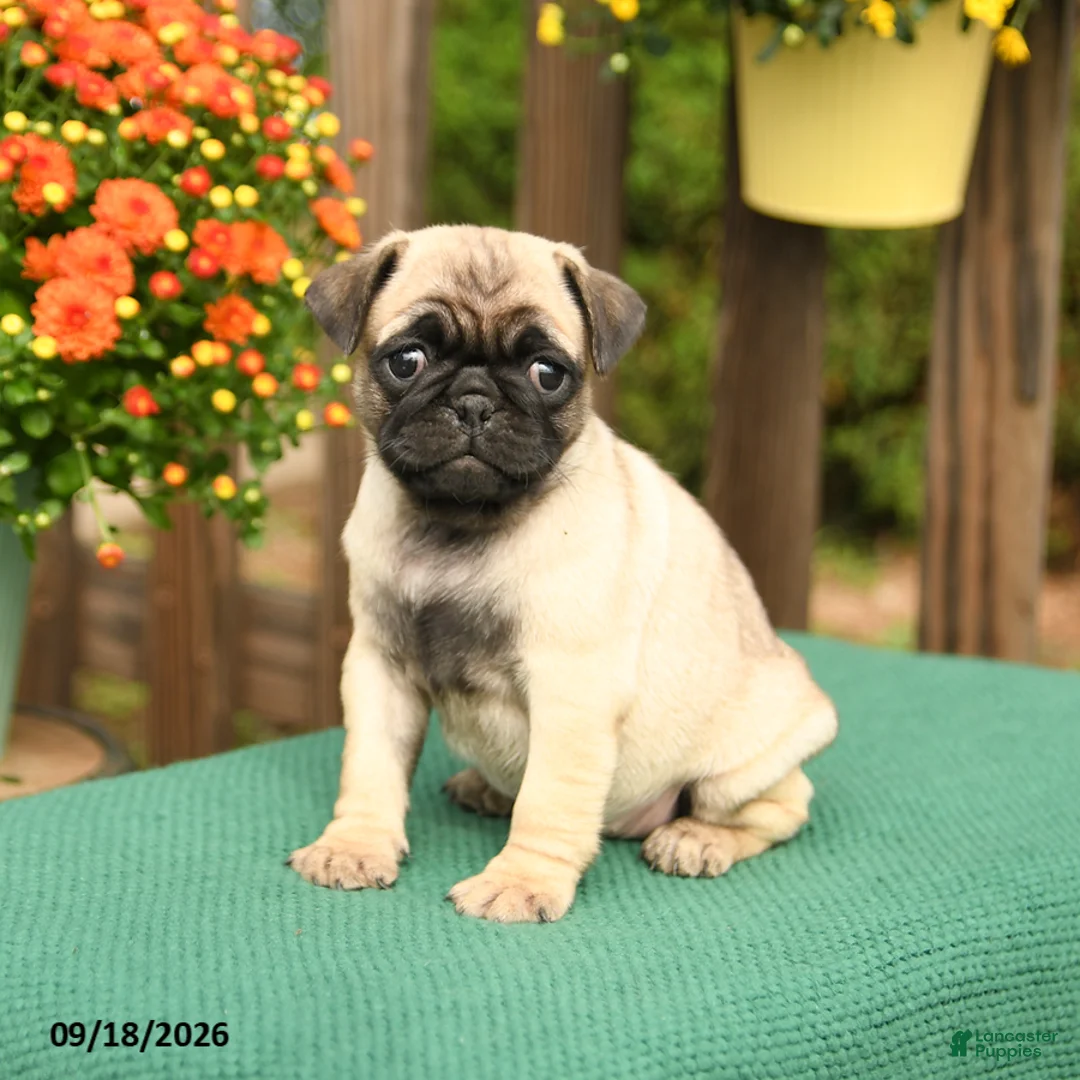 Pug dogs for sale: Minnie - Ad 2