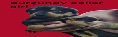 Rottweiler 5