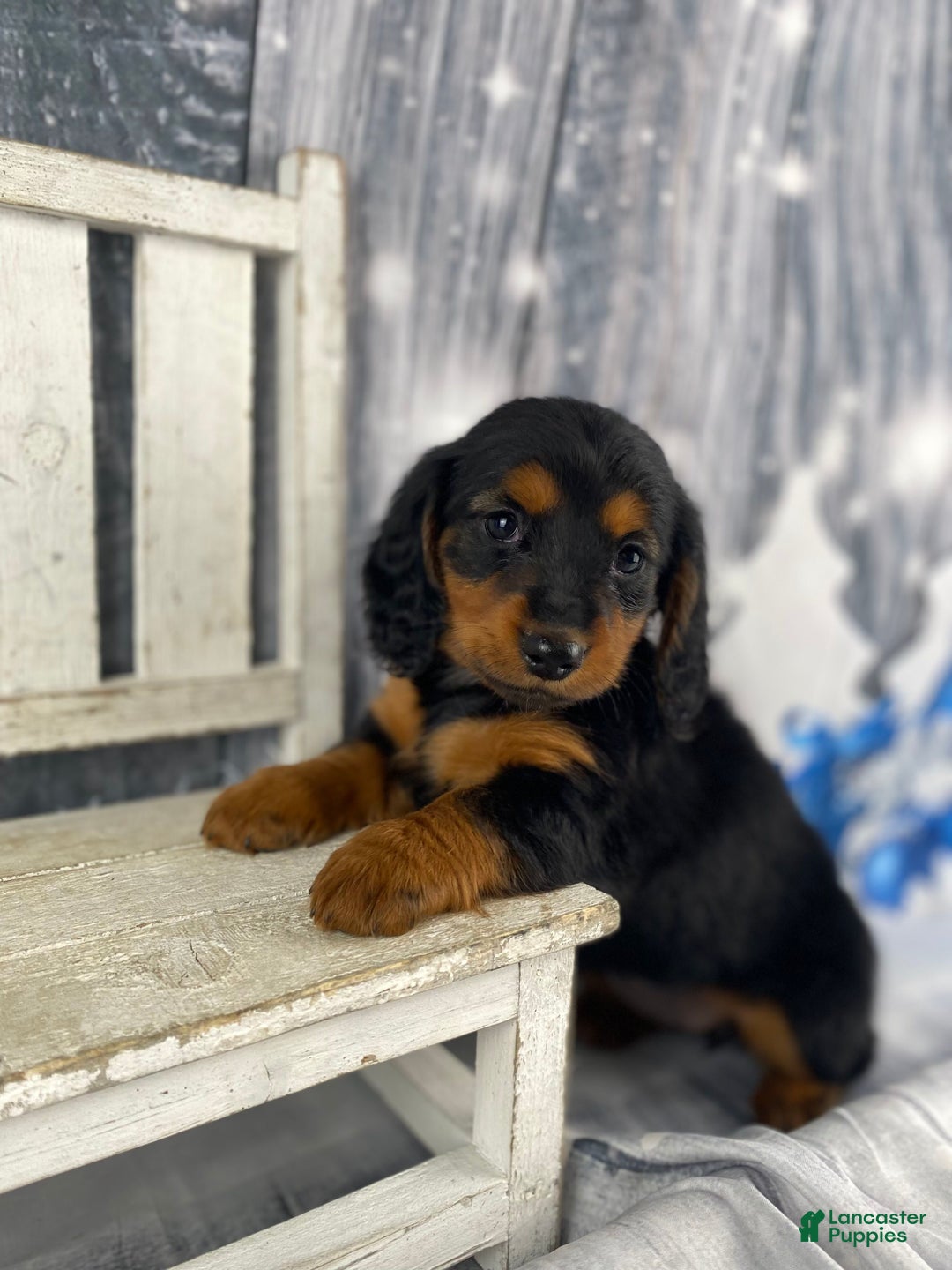 Miniature Dachshund dogs for sale: Bonnie - Ad 2