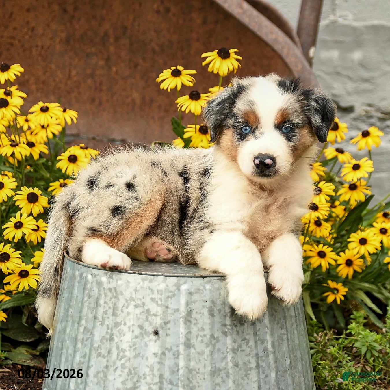Australian Shepherd dogs Finley - Ad 2