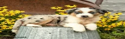 Australian Shepherd dogs for sale: Finley - Ad 2