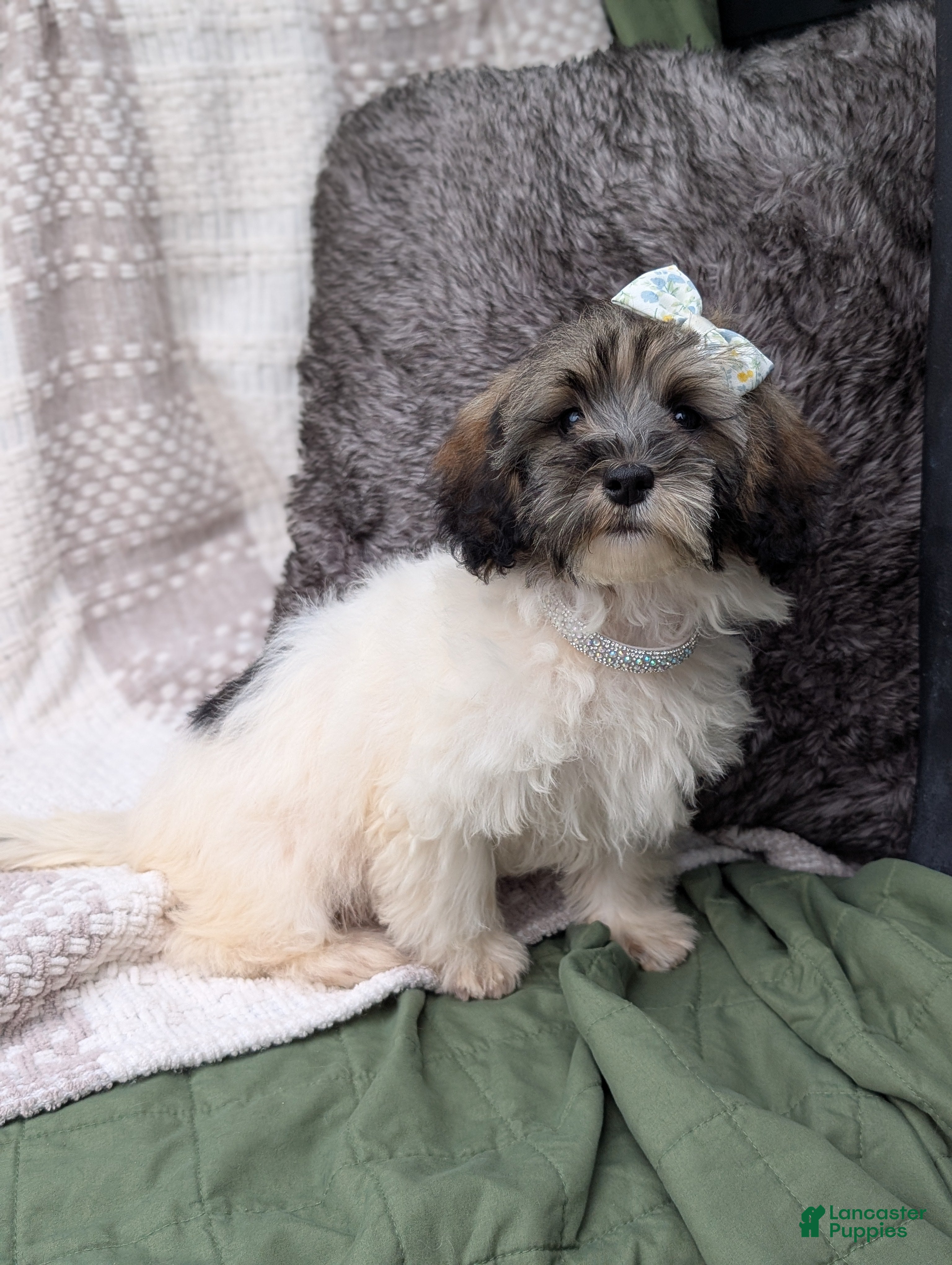 Havapoo dogs Sassy - Ad 40