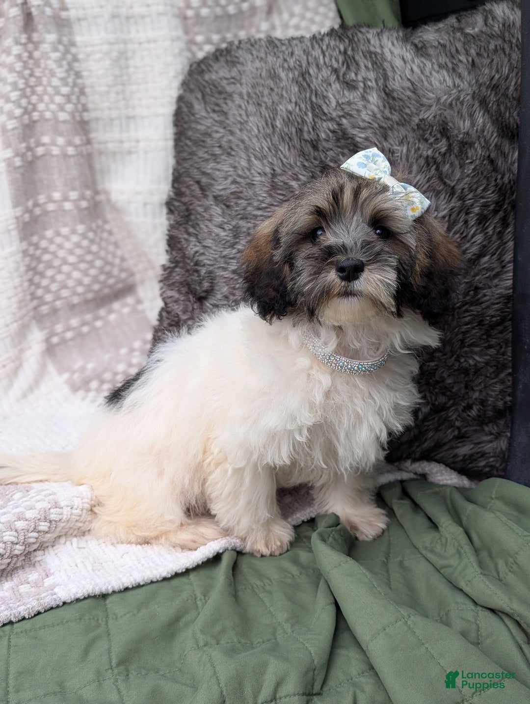 Havapoo dogs for sale: Sassy - Ad 1