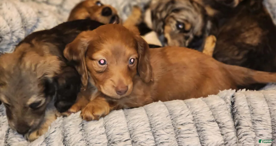 Miniature Dachshund dogs for sale: Miniature Dachshund Puppy 2 - Ad 2