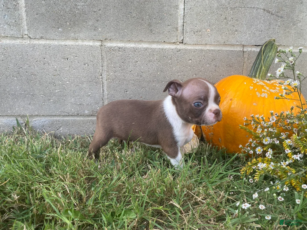 Boston Terrier dogs for sale: Lucky - Ad 4