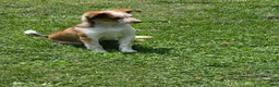 Mixed Breed dogs for sale: Taco - Ad 3