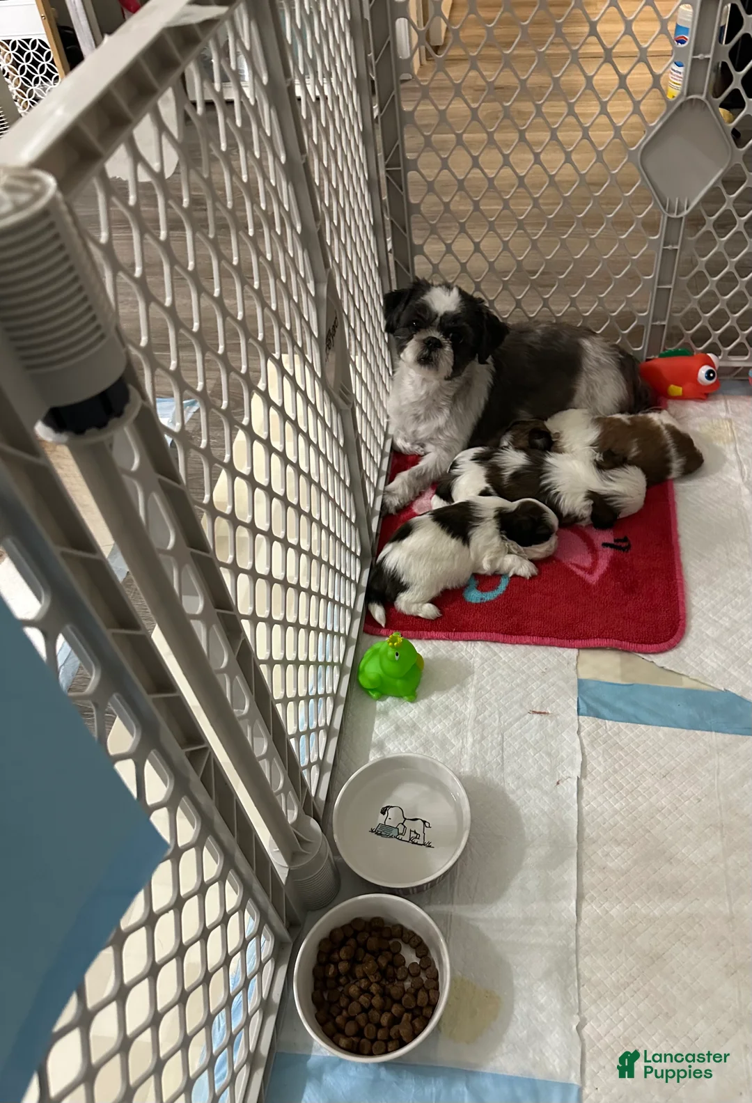 Shih Tzu dogs for sale: Shih Tzu Puppy 2 - Ad 3