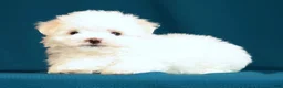 Maltese dogs for sale: Abby - Ad 5
