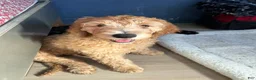 Mini Goldendoodle dogs for sale: Goldendoodle 1 - Ad 4