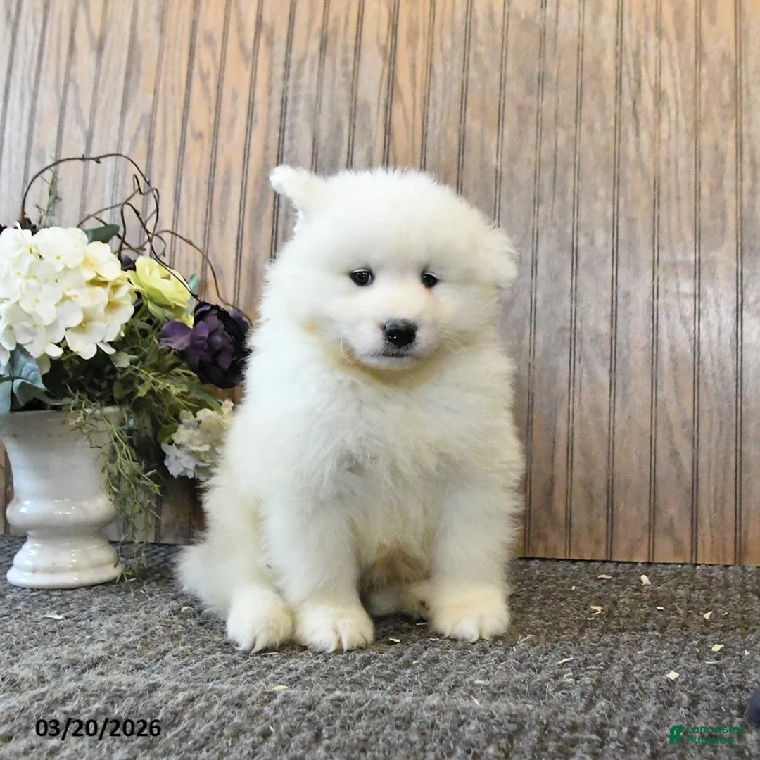 Samoyed dogs for sale: Sport - Ad 2