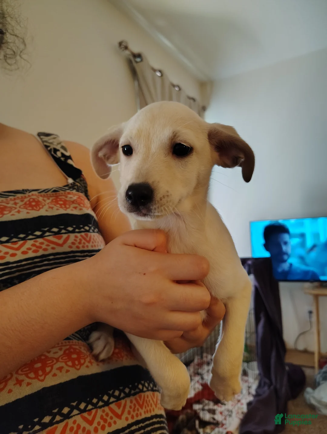 Mixed Breed dogs for sale: Mixed Breed Puppy 1 - Ad 1