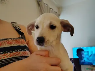 Mixed Breed dogs Mixed Breed Puppy 1 - Ad 9