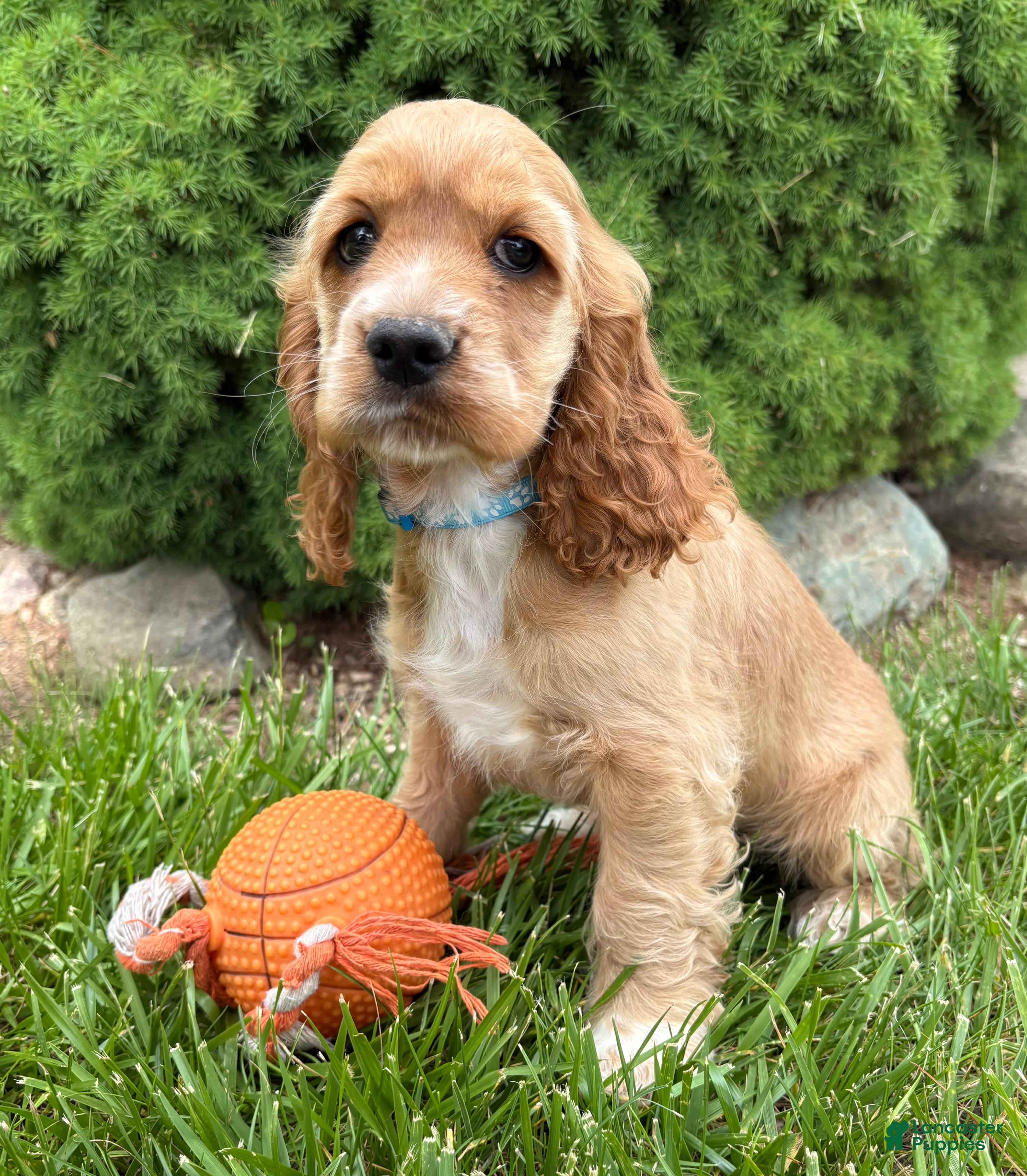 Cocker Spaniel dogs Jed - Ad 2