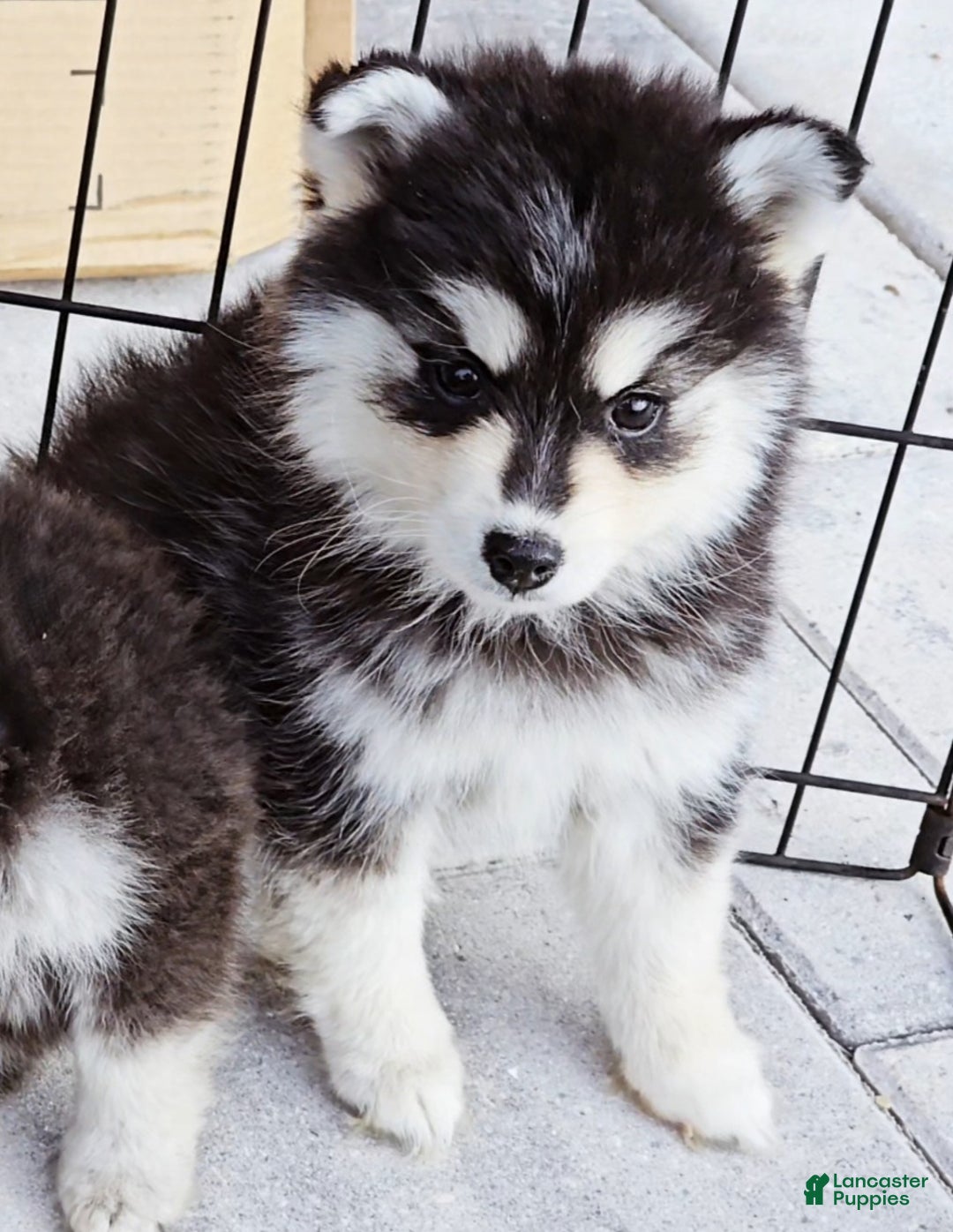 Pomsky dogs for sale: Ally - Ad 7