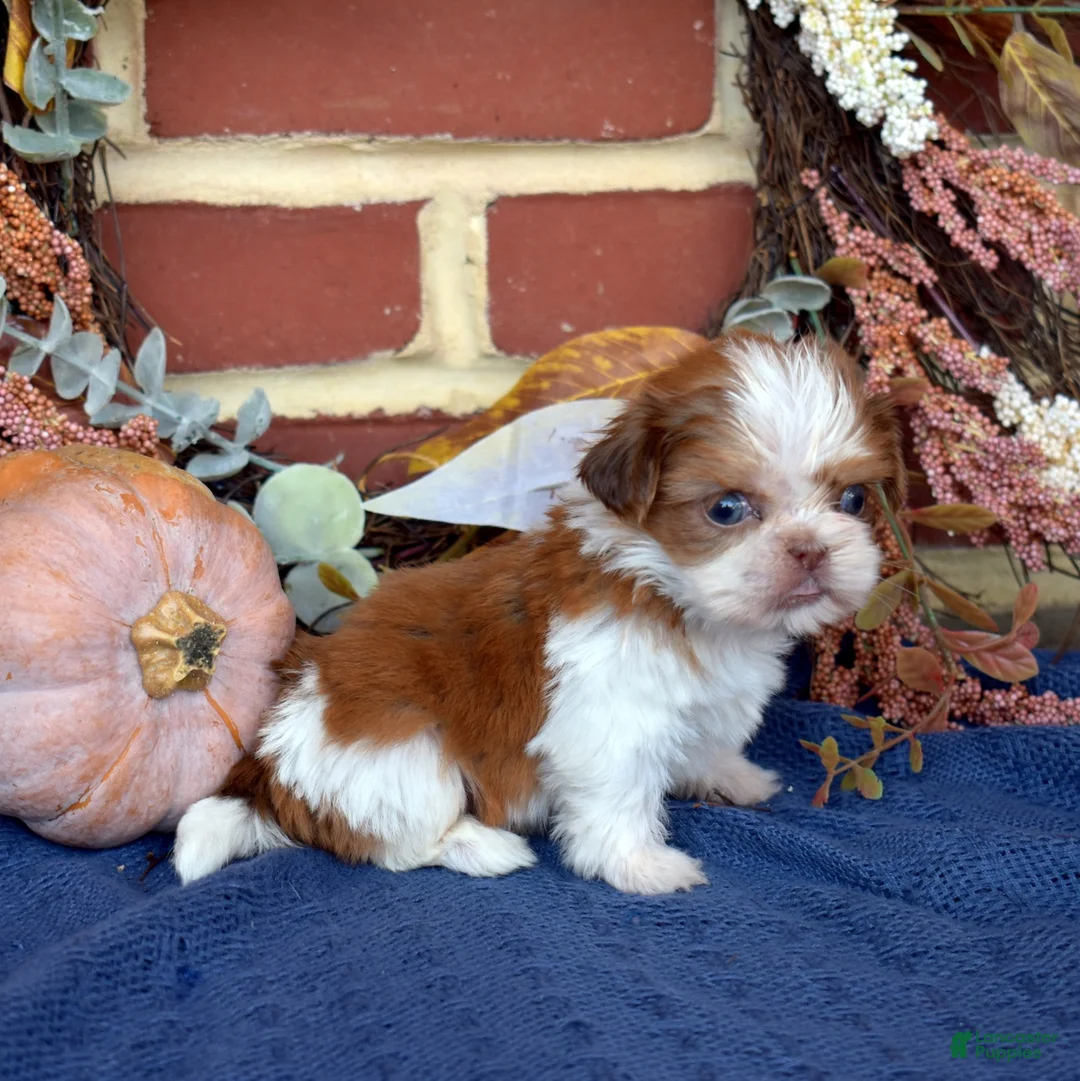 Shih Tzu dogs for sale: Popcorn - Ad 2