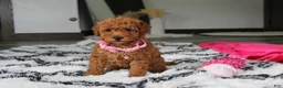 Bichpoo dogs for sale: Jenny - Ad 8