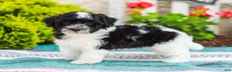 Havapoo dogs for sale: Wiggles (Raised in Home, Crate Trained & Potty Training!)  - Ad 7