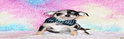 Chihuahua dogs for sale: Dagan - Ad 4