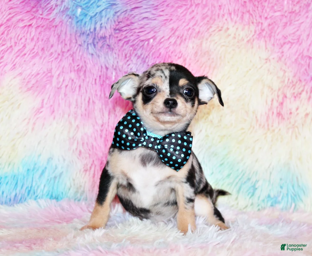 Chihuahua dogs for sale: Dagan - Ad 4