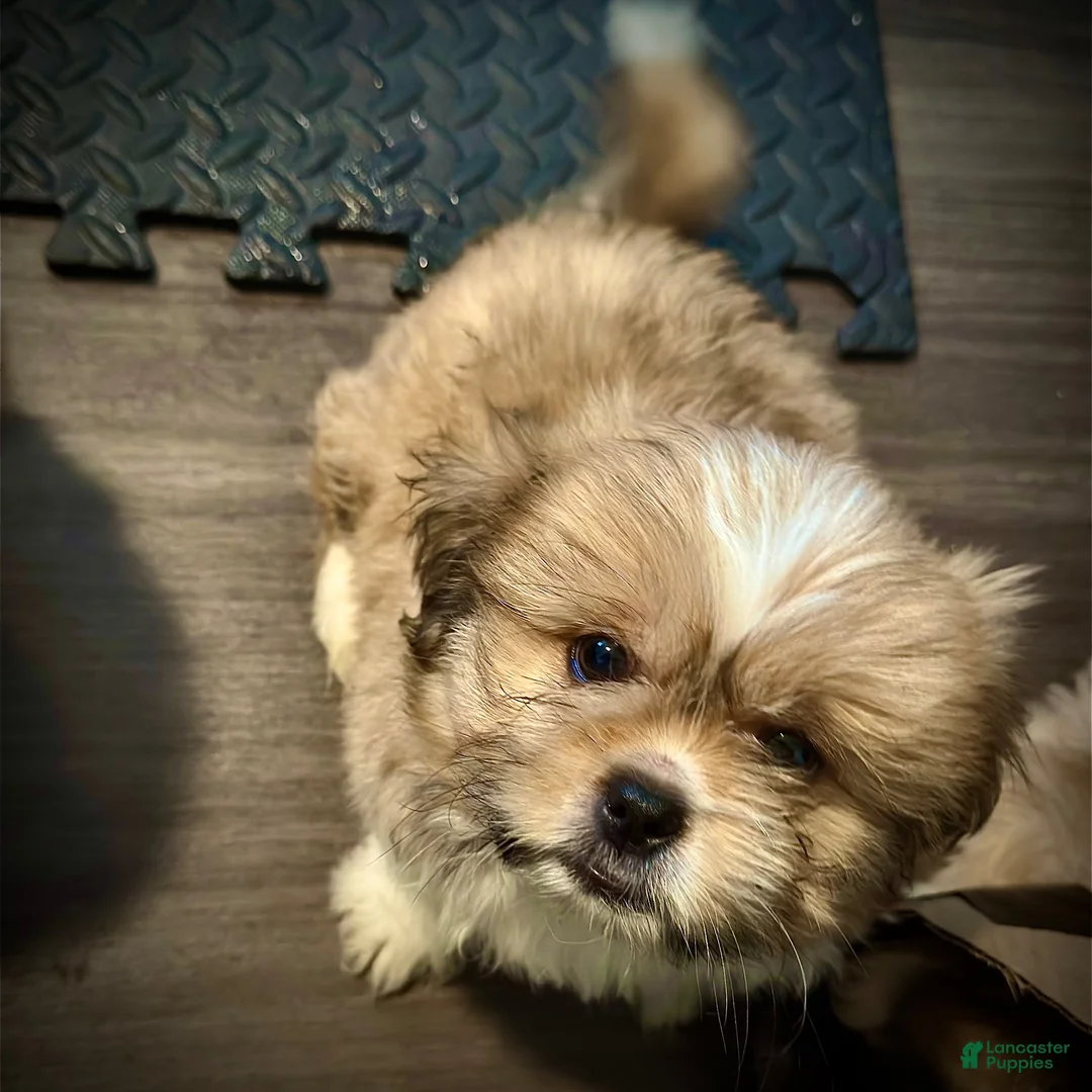 Mixed Breed dogs for sale: Peke-Tzu Pup 2 - Ad 2