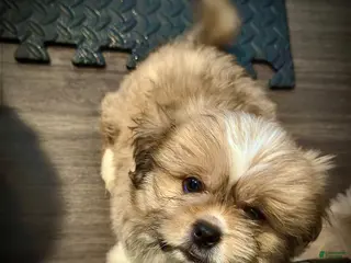 Mixed Breed dogs Peke-Tzu Pup 2 - Ad 24
